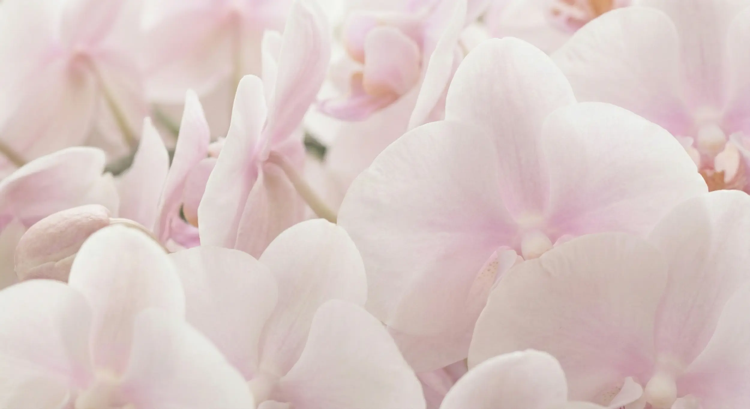 Beautiful flowers